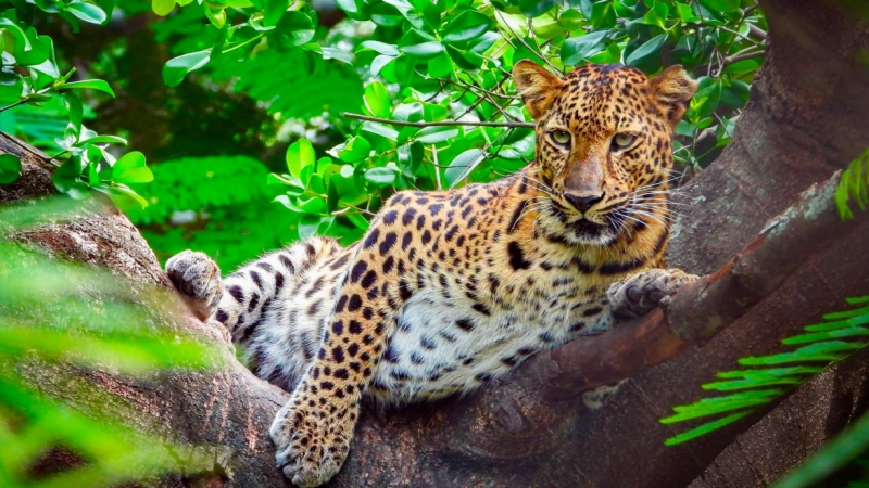 Wildlife Friends Foundation Thailand (WFFT)