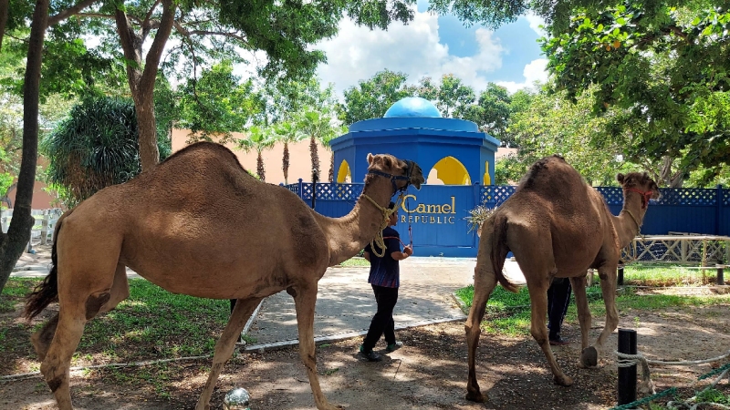 Camel Republic