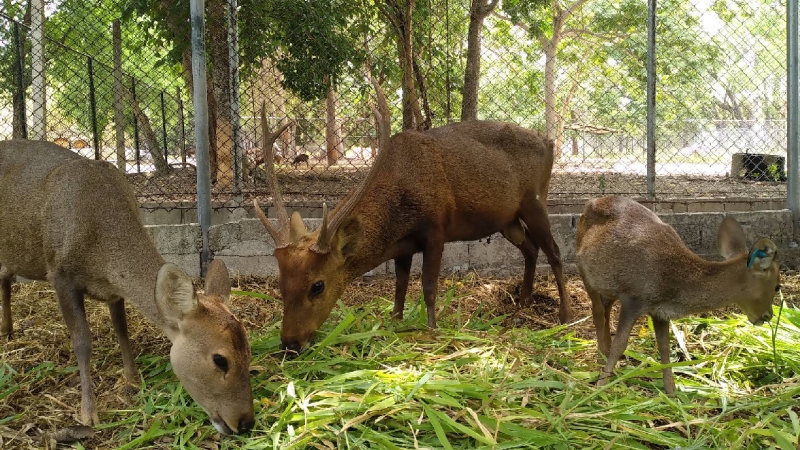 Huai Sai Wildlife Breeding Center
