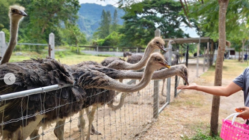 Malai Farm